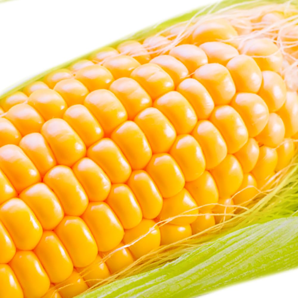 激甘高級ホワイト、ゴールラッシュとうもろこし6月発送予定専用品‼️ 2025年 ご予約受付中 和歌山の甘いとうもろこし ゴールド